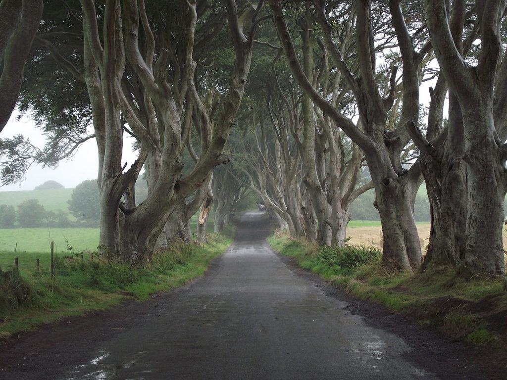 game of thrones, ireland, trees