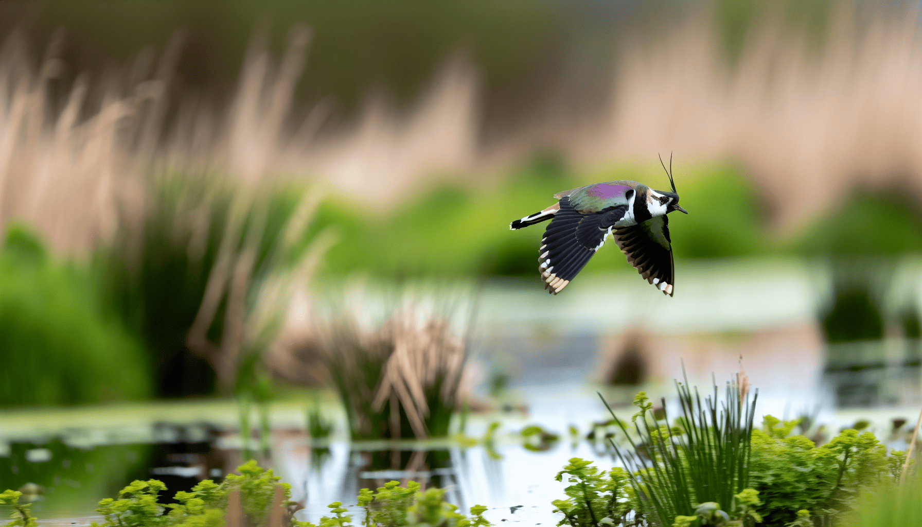 Northern Lapwing, Ireland's national bird