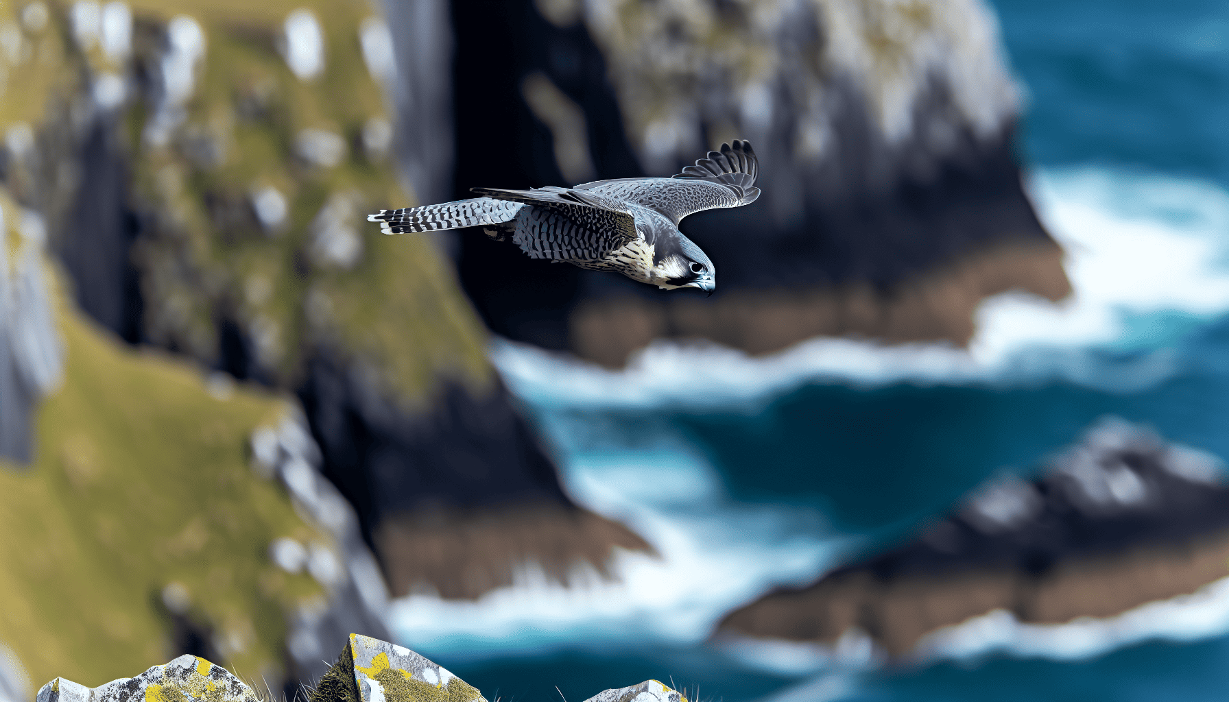 Peregrine falcon in high-speed hunting dive over Irish cliffs