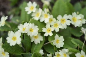Primrose are some of the first flowers of the year and signs of Spring being underway. A bright beacon that draws my lens.