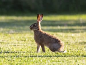 young hare, leveret, hare